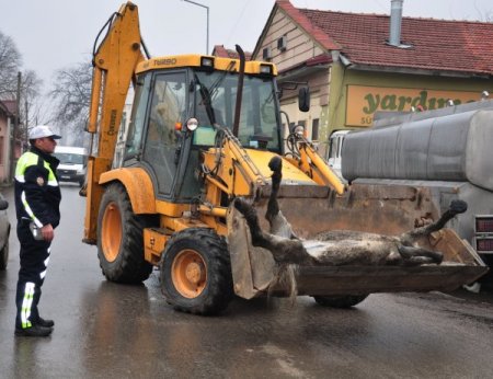 Aracın Çarptığı At Cadde Ortasında Öldü