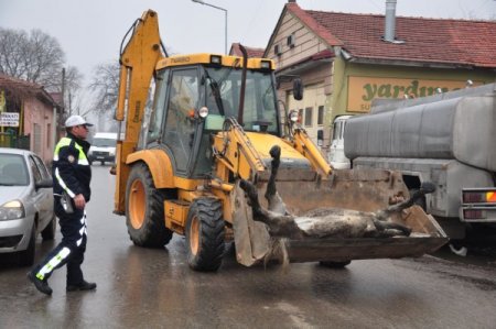 Aracın Çarptığı At Cadde Ortasında Öldü