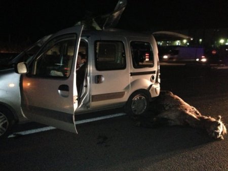 Aracın ön camından girip arka camından çıkan at öldü, şoför yaralı