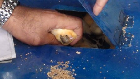 Aracın stepne bölümüne gizlenmiş 110 kanarya ele geçirildi