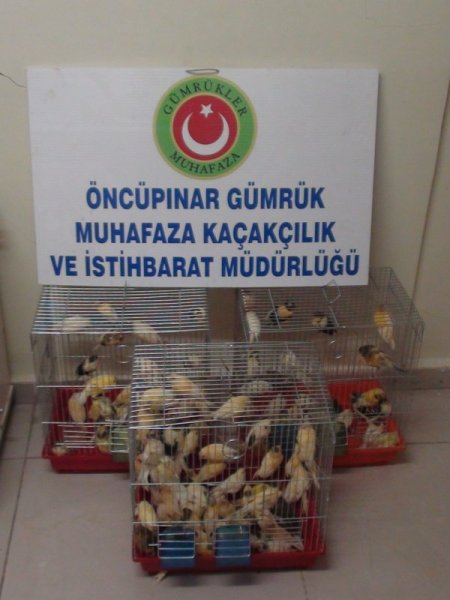 Aracın stepne bölümüne gizlenmiş 110 kanarya ele geçirildi