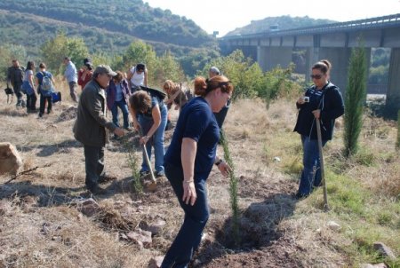 Araçlardaki karbon salınımını telafi etmek için fidan diktiler