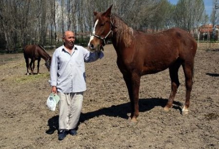 Arap Atları Sorgun'da Yetişiyor