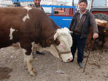 Ardahan Kurban Pazarı'nda hareketlilik yaşanıyor