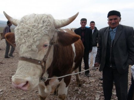 Ardahan Kurban Pazarı'nda hareketlilik yaşanıyor