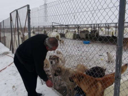 Ardahan'da sahipsiz köpekler donmaktan kurtuldu