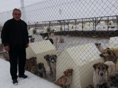 Ardahan'da sahipsiz köpekler donmaktan kurtuldu