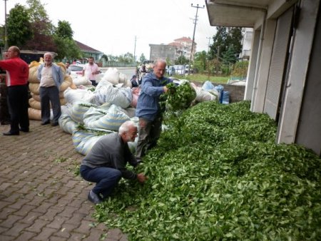 Ardeşenli Çay Üreticileri, Mağduriyetlerinin Giderilmesini İstiyor