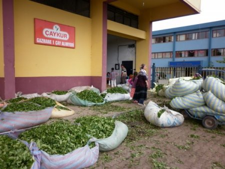 Ardeşenli Çay Üreticileri, Mağduriyetlerinin Giderilmesini İstiyor
