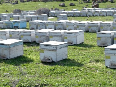 Arıcılar, Cizre’yi tercih ediyor