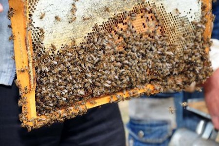 Arıcılar Sahte Ballardan Şikayetçi