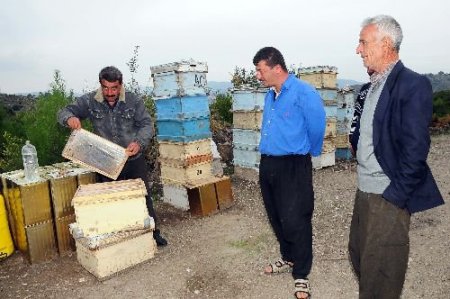 Arıcılar Sahte Ballardan Şikayetçi