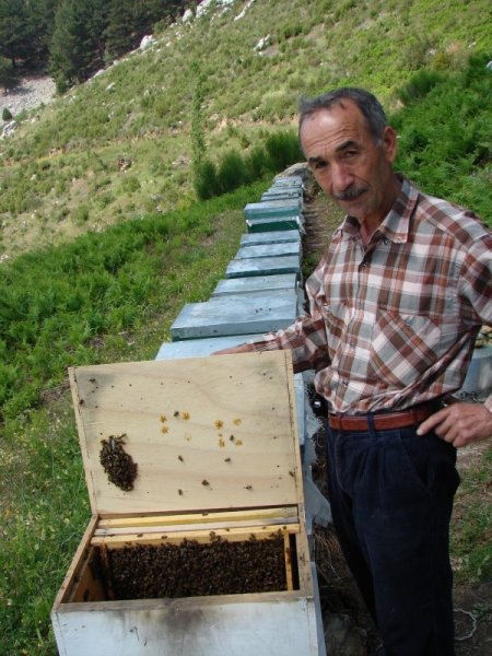 Arıların ormanla buluşması bal üretimini iki katına çıkardı
