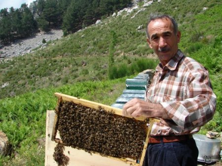 Arıların ormanla buluşması bal üretimini iki katına çıkardı