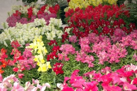 Arınç'tan barış duası: Allah bizi birbirimizden ayırmasın