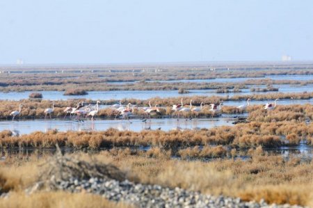 Arıtma sahasının çevresi Kuş Cenneti'ne döndü