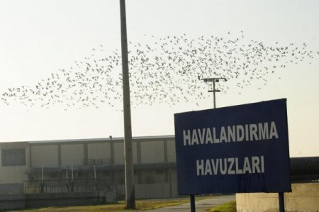 Arıtma sahasının çevresi Kuş Cenneti'ne döndü