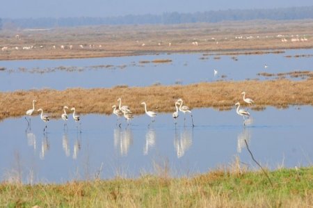 Arıtma sahasının çevresi Kuş Cenneti'ne döndü