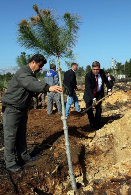 ASAT, geçen yıl kül olan 90 dönüm alana 13 bin fidan dikiyor