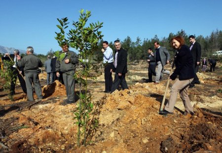 ASAT, geçen yıl kül olan 90 dönüm alana 13 bin fidan dikiyor