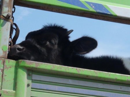 Asi Nehri Üzerinden Yurda Sokulan Kaçak Sığırlar Yakalandı