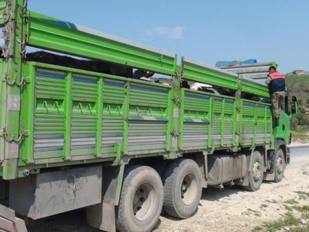 Asi Nehri Üzerinden Yurda Sokulan Kaçak Sığırlar Yakalandı