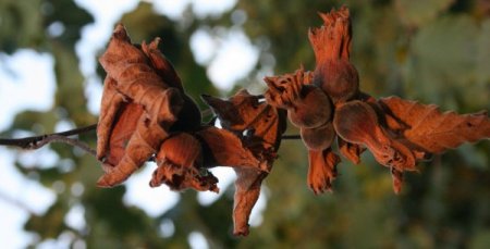 Aşırı Sıcaklardan Fındıkta Yüzde 15 Kayıp Bekleniyor
