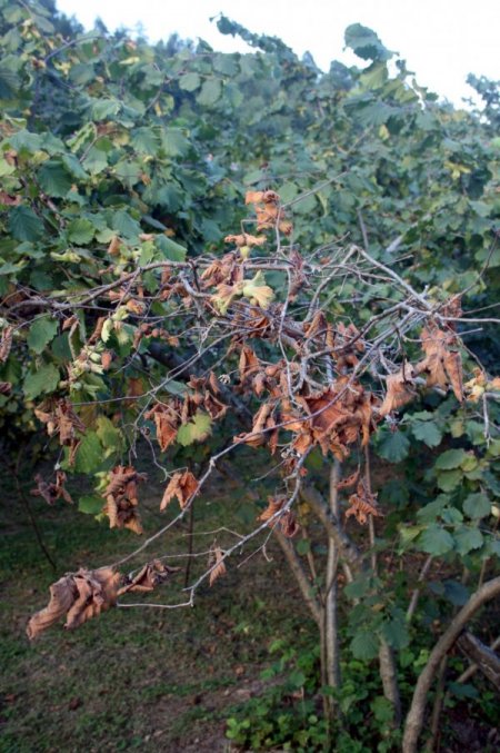 Aşırı Sıcaklardan Fındıkta Yüzde 15 Kayıp Bekleniyor