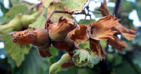 Aşırı Sıcaklardan Fındıkta Yüzde 15 Kayıp Bekleniyor