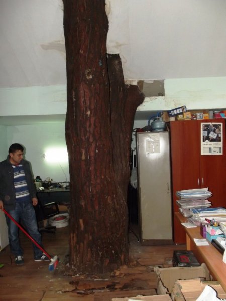 Asırlık çam ağacı, oda arkadaşları