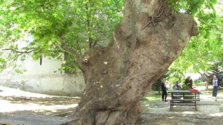 Asırlık çınar ağacının kesilmesi protesto eden vatandaşlar imza topladı