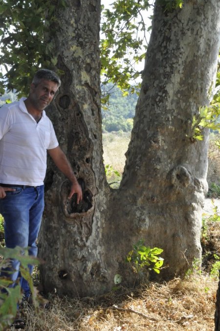 Asırlık Çınarlar Koruma Bekliyor