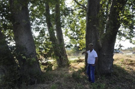 Asırlık Çınarlar Koruma Bekliyor