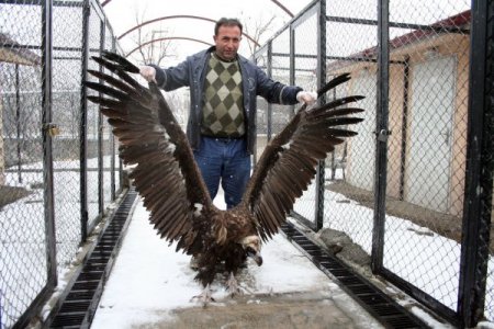 Askerler tarafından bulunan akbaba tedavi altına alındı