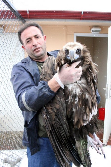 Askerler tarafından bulunan akbaba tedavi altına alındı