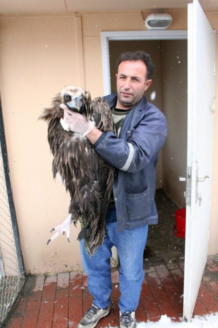 Askerler tarafından bulunan akbaba tedavi altına alındı