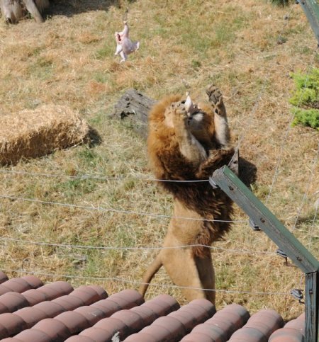 Aslanlara Psikolojik Eğitim