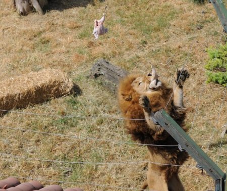 Aslanlara Psikolojik Eğitim