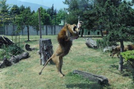 Aslanlara Psikolojik Eğitim