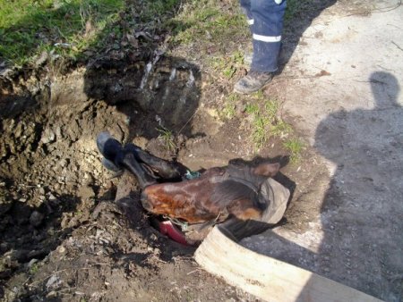 At, rögar çukuruna düştü