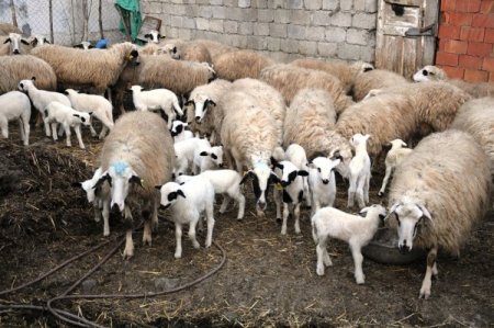 Atakum Kaymakamlığı koyun projesiyle köyden göçü tersine çevirdi