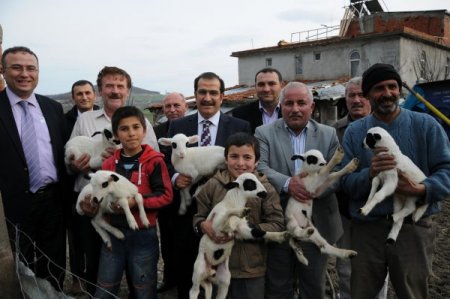 Atakum Kaymakamlığı koyun projesiyle köyden göçü tersine çevirdi