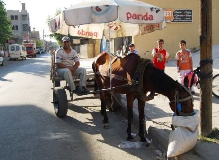 Atına Şemsiye Taktı