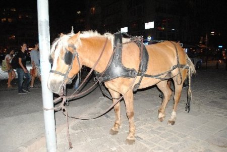 Atları parlayan fayton 8 otomobile çarpıp parçalandı