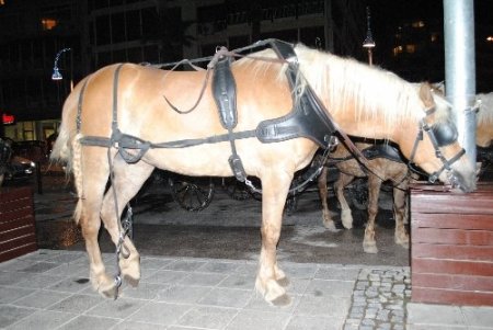 Atları parlayan fayton 8 otomobile çarpıp parçalandı