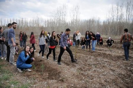 AÜ'ye bin çam, 500 huş ağacı dikti