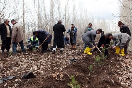 AÜ'ye bin çam, 500 huş ağacı dikti