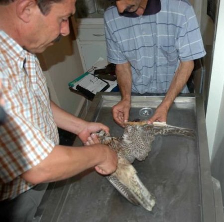 Avcıların Yaraladığı Şahin Artık Uçamayacak