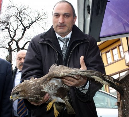 Avcıların Yaraladığı Şahinler Tedavi İçin Bursa’da