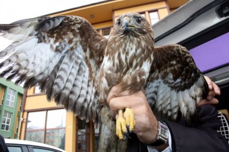 Avcıların Yaraladığı Şahinler Tedavi İçin Bursa’da